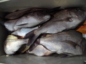 絢美丸の2025年8月15日(金)5枚目の写真