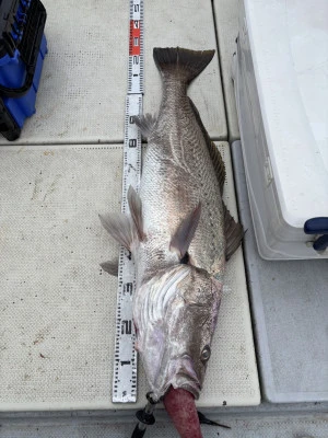 遊漁船響の2025年8月24日(日)3枚目の写真