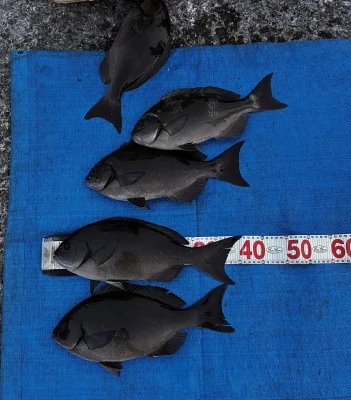 ゆき丸渡船の2025年8月24日(日)1枚目の写真