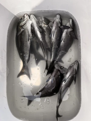 ゆき丸渡船の2025年8月28日(木)1枚目の写真