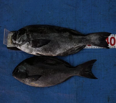 ゆき丸渡船の2025年8月30日(土)1枚目の写真