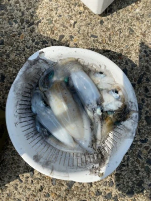 フィッシングセンター 海友の2025年8月29日(金)1枚目の写真