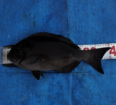 ゆき丸渡船の2025年8月31日(日)1枚目の写真