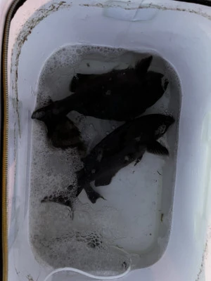 ゆき丸渡船の2025年8月31日(日)2枚目の写真