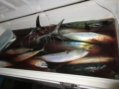 鈴木釣具店の2025年8月20日(水)1枚目の写真