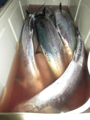 鈴木釣具店の2025年8月20日(水)2枚目の写真