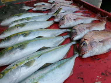 奥村釣船の2025年8月29日(金)3枚目の写真