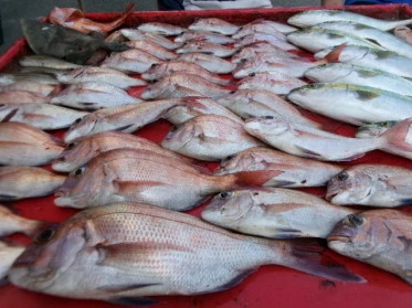 奥村釣船の2025年8月30日(土)3枚目の写真