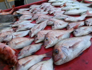 奥村釣船の2025年8月30日(土)4枚目の写真