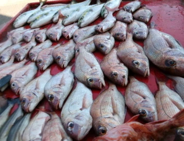 奥村釣船の2025年8月30日(土)5枚目の写真