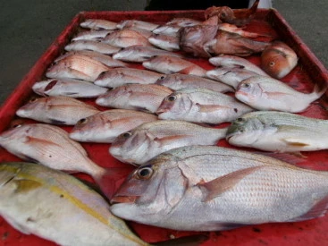 奥村釣船の2025年9月3日(水)5枚目の写真