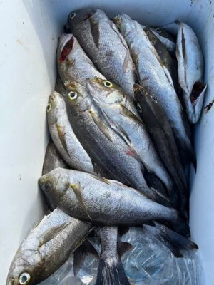 丸銀釣りセンターの2025年8月26日(火)1枚目の写真