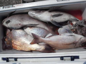 絢美丸の2025年8月29日(金)4枚目の写真