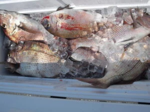 絢美丸の2025年8月29日(金)5枚目の写真