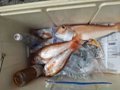 アーデン3号の2025年9月3日(水)1枚目の写真