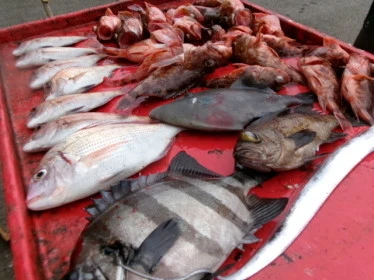 奥村釣船の2025年9月4日(木)4枚目の写真