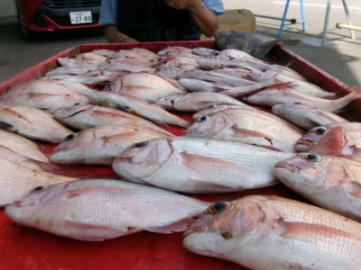奥村釣船の2025年9月6日(土)4枚目の写真