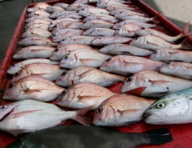 奥村釣船の2025年9月6日(土)5枚目の写真