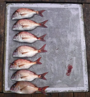 敏栄丸の2025年9月3日(水)2枚目の写真