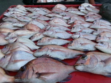奥村釣船の2025年9月7日(日)2枚目の写真