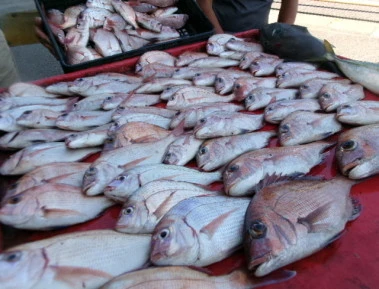 奥村釣船の2025年9月7日(日)3枚目の写真