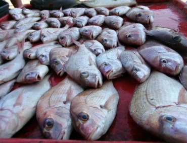 奥村釣船の2025年9月7日(日)4枚目の写真