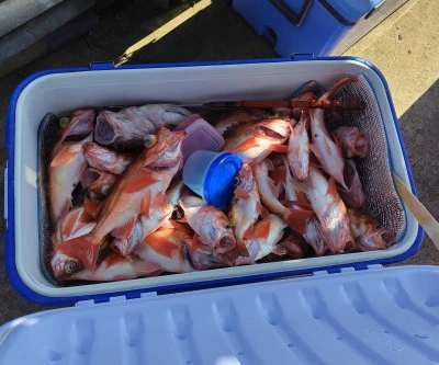 遊漁船ビックボーイの2025年9月7日(日)2枚目の写真