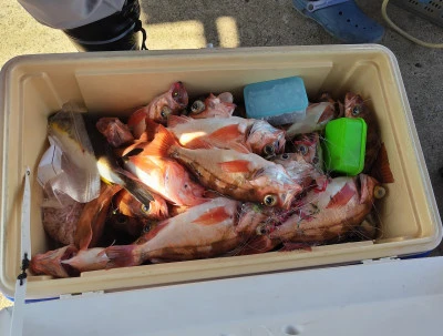 遊漁船ビックボーイの2025年9月7日(日)3枚目の写真