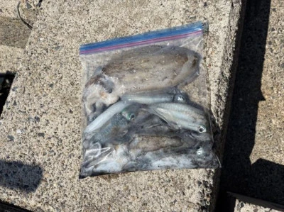 フィッシングセンター 海友の2025年8月30日(土)4枚目の写真