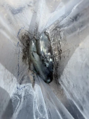 フィッシングセンター 海友の2025年8月31日(日)2枚目の写真