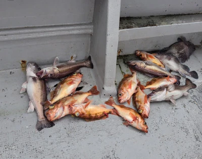 遊漁船ビックボーイの2025年9月9日(火)4枚目の写真