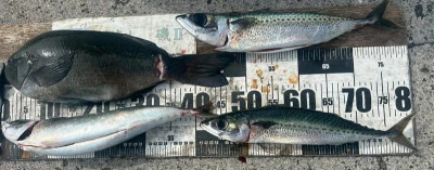 瀬渡し 磯の2025年8月25日(月)4枚目の写真