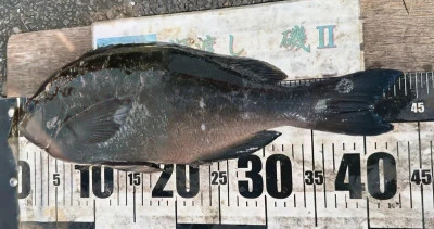 瀬渡し 磯の2025年9月8日(月)4枚目の写真