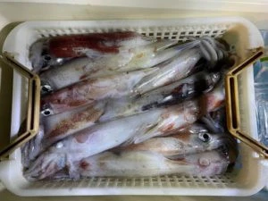 第３ 正幸丸の2025年8月29日(金)1枚目の写真