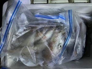 第３ 正幸丸の2025年8月29日(金)2枚目の写真