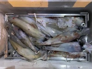 第３ 正幸丸の2025年8月29日(金)3枚目の写真