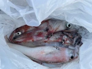 第３ 正幸丸の2025年9月6日(土)1枚目の写真