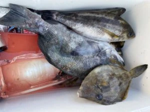 第３ 正幸丸の2025年9月6日(土)3枚目の写真