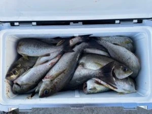 第３ 正幸丸の2025年9月6日(土)4枚目の写真