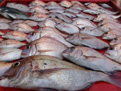 奥村釣船の2025年9月10日(水)2枚目の写真