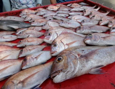 奥村釣船の2025年9月10日(水)3枚目の写真