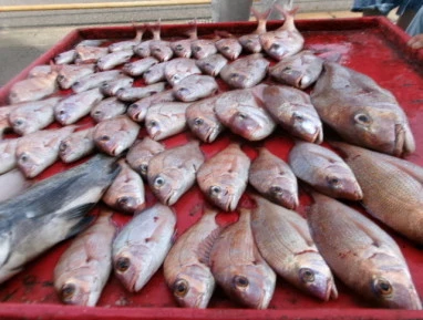 奥村釣船の2025年9月10日(水)4枚目の写真