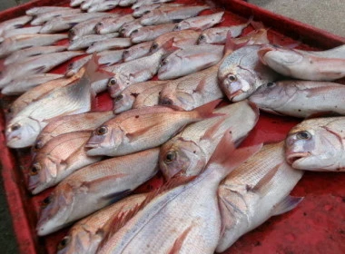 奥村釣船の2025年9月12日(金)2枚目の写真