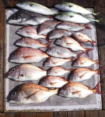 敏栄丸の2025年9月8日(月)3枚目の写真