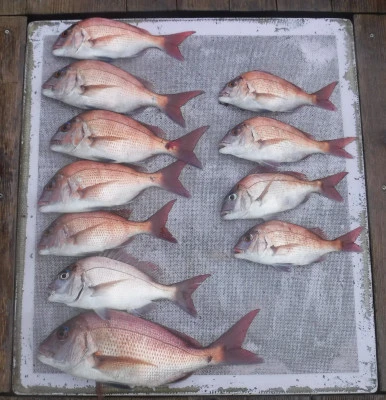 敏栄丸の2025年9月11日(木)2枚目の写真