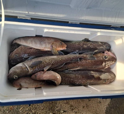 遊漁船ビックボーイの2025年9月12日(金)2枚目の写真