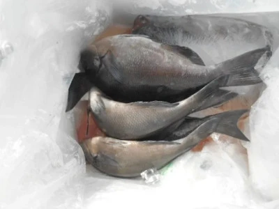 貴富丸の2025年9月6日(土)1枚目の写真