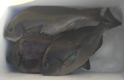 乙島丸の2025年8月25日(月)1枚目の写真