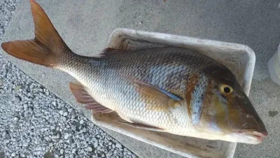 乙島丸の2025年9月10日(水)2枚目の写真