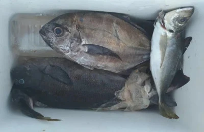 乙島丸の2025年8月26日(火)2枚目の写真